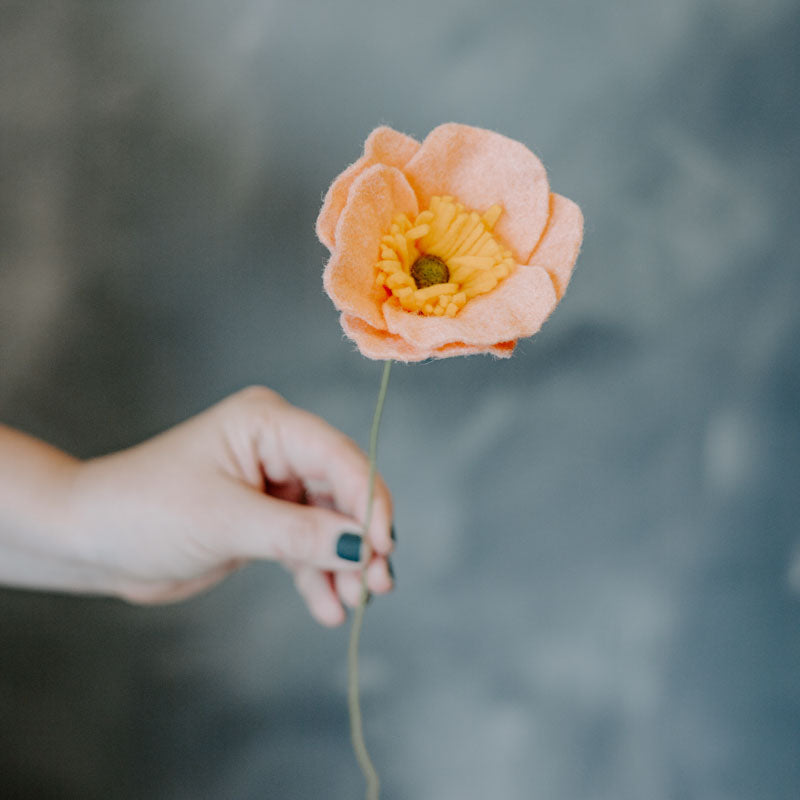 Icelandic Poppy Single Stem Asst. Colors